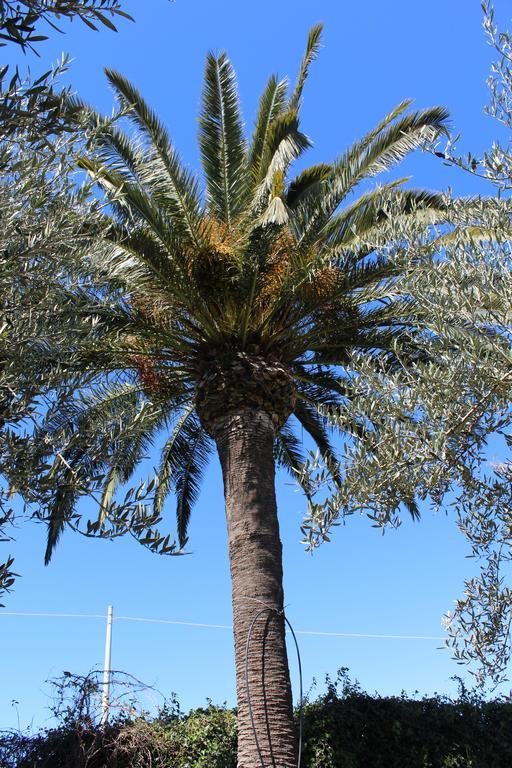 Frigintini Appartamento Le Tre Palme מראה חיצוני תמונה